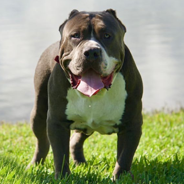 XXL Studs Art of War Kennels