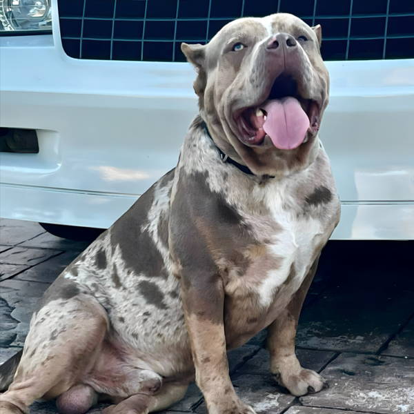 Merle Exotic Bully Price