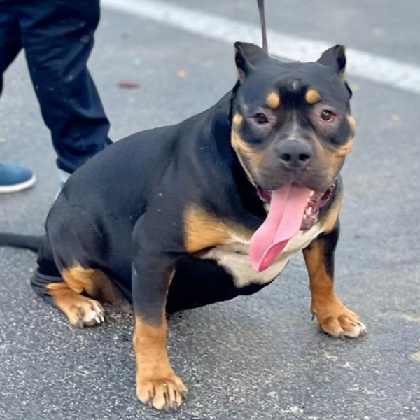 XL Bully & XL Pitbull Puppies For Sale