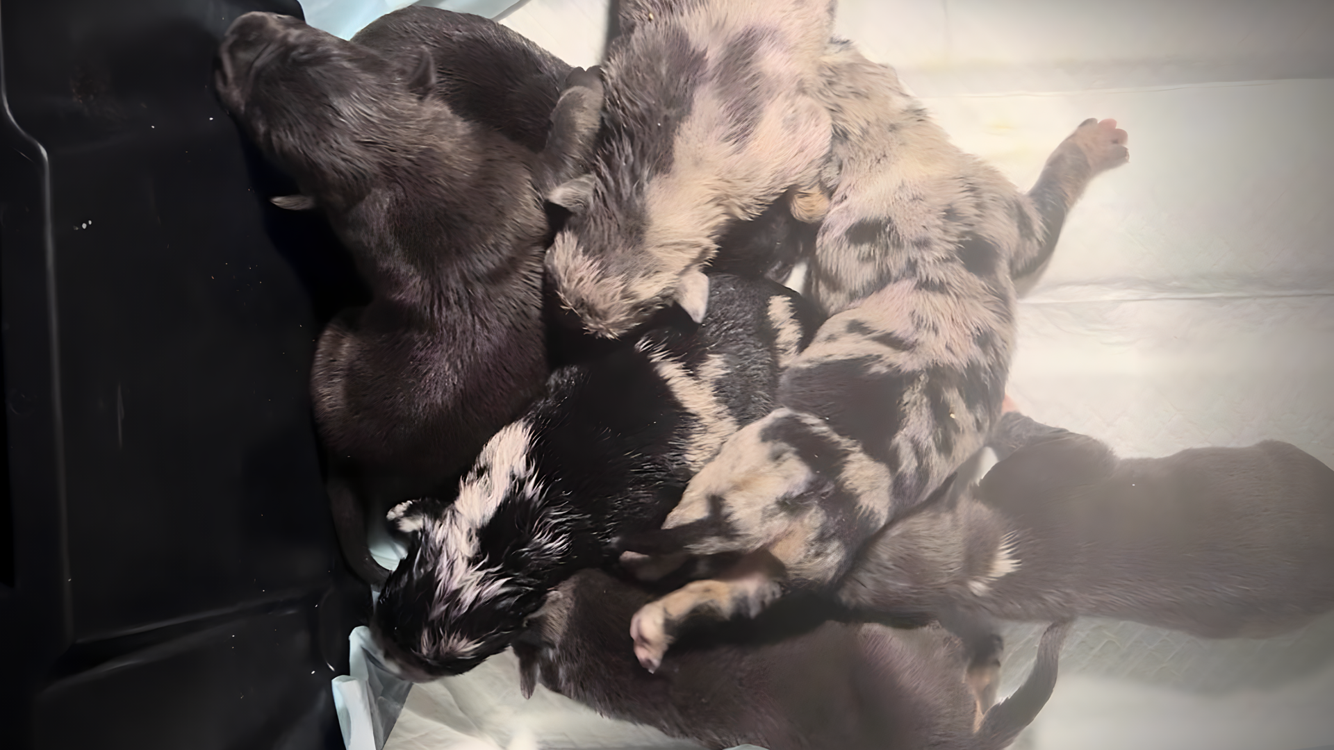 blue, lilac, champagne, chocolate, merle and tri color XXL Bully Pit Bull Puppies for sale