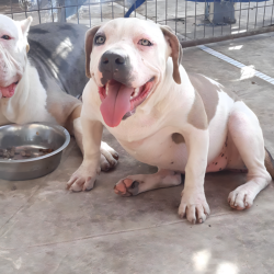 fawn xxl pitbull for sale bully puppies