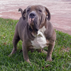 ghost tri xl bully for sale